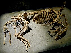 Reconstruction of a sacrificed horse and two dogs (570–600 AD) from Povegliano Veronese