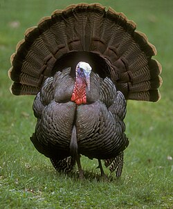 Despite its distinct appearance, the wild turkey is actually a very close relative of pheasants