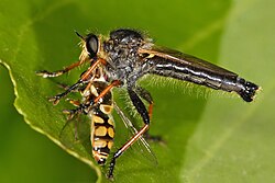 A robber fly eating a hoverfly