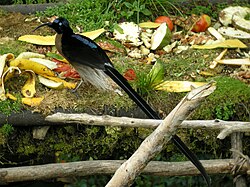 Sicklebills such as this brown sicklebill have decurved bills.