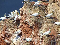 A section of a nesting colony of northern gannets
