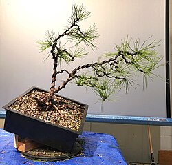 Pitch pine being trained as bonsai. This specimen was collected in the wild.