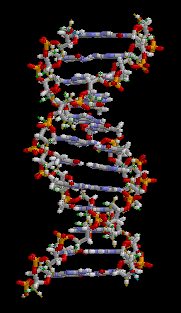 A section of DNA. The bases lie horizontally between the two spiraling strands[15] (animated version).