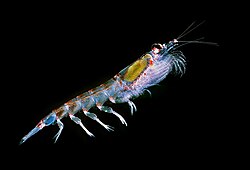 Antarctic krill (Euphausia superba) are a keystone species of the food web.