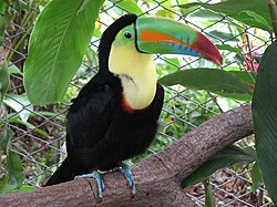 Keel-billed toucan