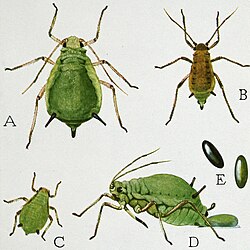 The life stages of the green apple aphid (Aphis pomi). Drawing by Robert Evans Snodgrass, 1930
