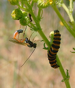 Parasitoid wasp (Ichneumonidae) pointing ovipositor at cinnabar moth larva, just after ovipositing. The larva wriggles vigorously to try to avoid the attack.