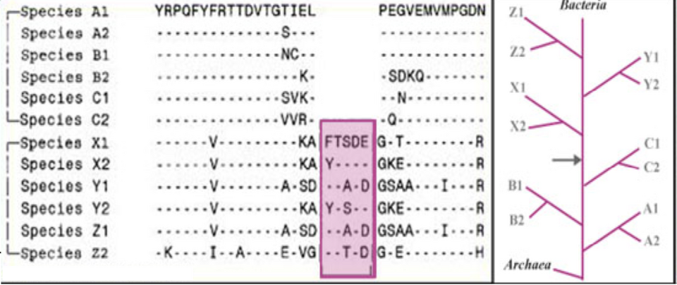 Figure 2: Multi group or Mainline Conserved signature indel (CSI). The dashes in indicate the presence of an amino acid identical to that on the top line.