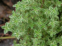 Variegated lemon thyme