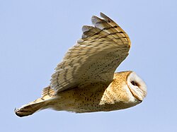 American barn owl