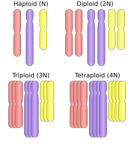 This image shows haploid (single), diploid (double), triploid (triple), and tetraploid (quadruple) sets of chromosomes. Triploid and tetraploid chromosomes are examples of polyploidy.