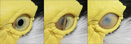 The nictitating membrane of a masked lapwing as it closes over the left eye, originating from the medial canthus