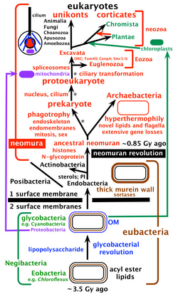 Tree of life and major steps in cell evolution after Cavalier-Smith, c. 2010, before his 2015 revision.