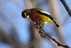 Male Evening grosbeak