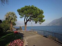 Stone pine in Brissago, on Lake Maggiore, Switzerland