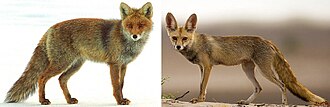 Bergmann's rule illustrated by red foxes from northern and southern populations