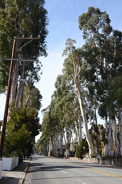 The Howard-Ralston Eucalyptus Tree Rows, planted in Burlingame, California, in the 1870s, are listed on the National Register of Historic Places.