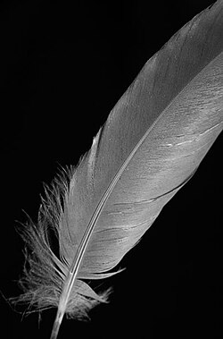 A feather with no pigment