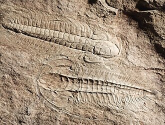 Sexual dimorphism in Cambrian trilobites[163]