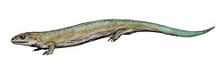 Westlothiana, a small reptile-like tetrapod which may be an early lepospondyl, close to the origin of amniotes, or both