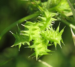Infrutescence of Ranunculus arvensis