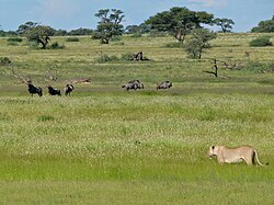 Lioness in Kgalagadi Transfrontier Park