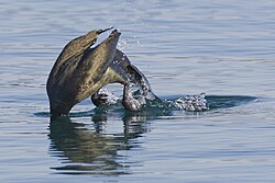 Brandt's cormorant begins its dive, Morro Bay, California