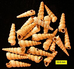 A group of fossil shells of Turritella cingulifera from the Pliocene of Cyprus