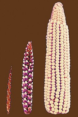 Selective breeding transformed teosinte's few fruitcases (left) into modern maize's rows of exposed kernels (right).