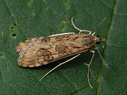Nomophila noctuella