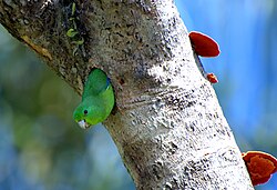 "Secondary cavity nesters", like this cobalt-rumped parrotlet, use natural cavities or holes excavated by other species.
