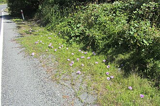 Ipomoea cairica trailing on a roadside with its purple flowers (possible agochoric dispersal).