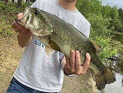 Largemouth bass caught in New Jersey