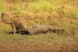 Leopard with a killed nilgai in Satpura National Park