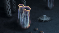 Reconstruction of Megasiphon