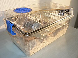 An individually ventilated and sealed cage for laboratory mice
