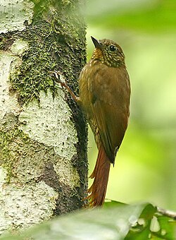 The wedge-billed woodcreeper is the smallest species in the subfamily (the xenops are smaller, but their exact taxonomic position has not been resolved).