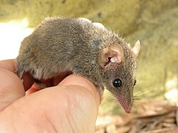 Antechinus stuartii