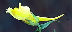 Note the long spur of the above flower. Spurs attract pollinators and confer pollinator specificity. (Flower: Linaria dalmatica)