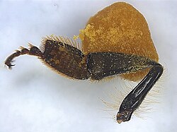 Hind leg of a honey bee with pollen pellet stuck on the pollen basket or corbicula. When the worker bee is collecting pollen, their legs make the transfer of pollen from the inner basitarsal combs to the outer pollen basket (shown in figure).