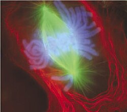 A cell in late metaphase. All chromosomes (blue) but one have arrived at the metaphase plate.