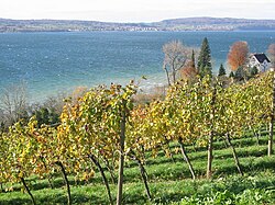 Vineyards on Lake Constance, the southernmost part of Baden as well as the southernmost vineyards in Germany
