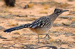Greater roadrunner walking in the Mojave Desert, California