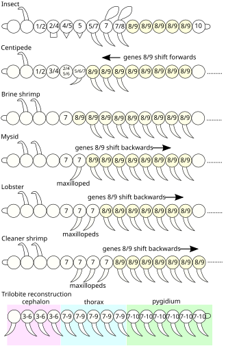 Hox genes in arthropod segmentation