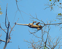 Kinkajou using its prehensile tail