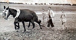 Image of a plow in 1950 in El Saucejo, province of Seville. During the 1940s, Spanish agriculture was characterized by low productivity and limited technological development.