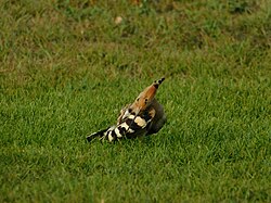 Hoopoe preening in Dubai, United Arab Emirates