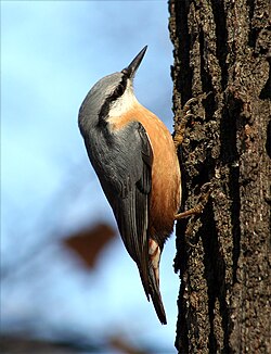 The Eurasian nuthatch was named Sitta europaea in 1758