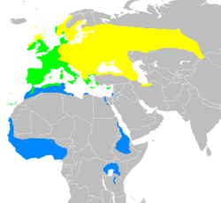 Breeding summer visitor Resident year-round Winter visitorRange map for Eurasian blackcaps—corresponding to the example use of "resident" in its definition at the left