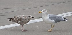 Adult L. argentatus with yellow legs to the right. Its offspring at left has the normal pink colour. This bird is not to be confused with the always yellow-legged Larus michahellis. Photo from Warnemünde (harbour of Rostock), Mecklenburg-Vorpommern, northern Germany.